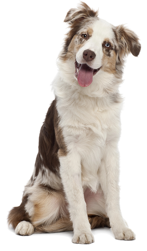 image-transparent-chien-berger-poop-patrouille image-transparent-chien-berger-poop-patrouille